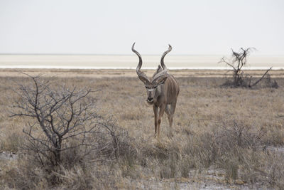 Greater kudu standing on field against sky