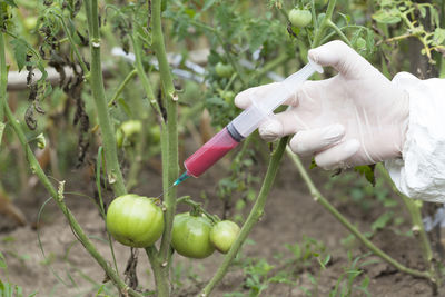 Cropped image of hand injecting chemical in green tomato at farm