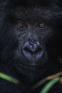 Close-up portrait of a monkey