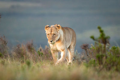 View of a cat on field
