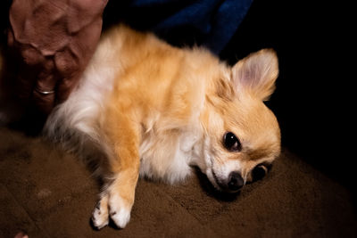 Close-up of dog looking away