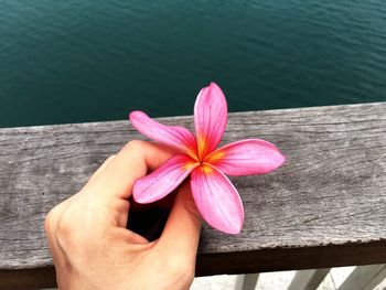 Close-up of pink flower