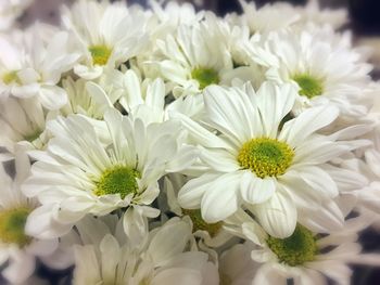 Close-up of white flower