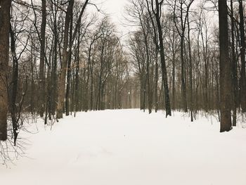 Trees in forest during winter