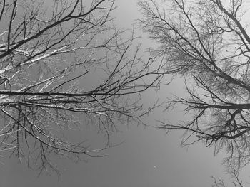 Bare trees against sky