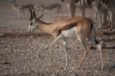 Antelope standing on plain