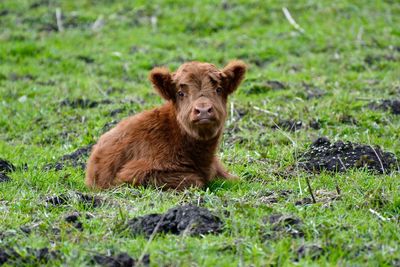 Portrait of highland cattle calf sitting on grassy field