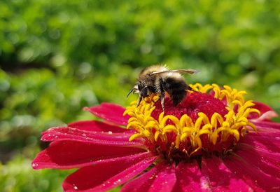 Close-up of honeybee perching on pink flower