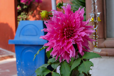 Close-up of pink flower pot