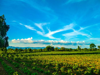 Scenic view of agricultural field against blue sky