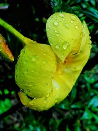 Close-up of raindrops on wet plant