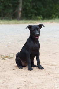 Portrait of dog sitting on field