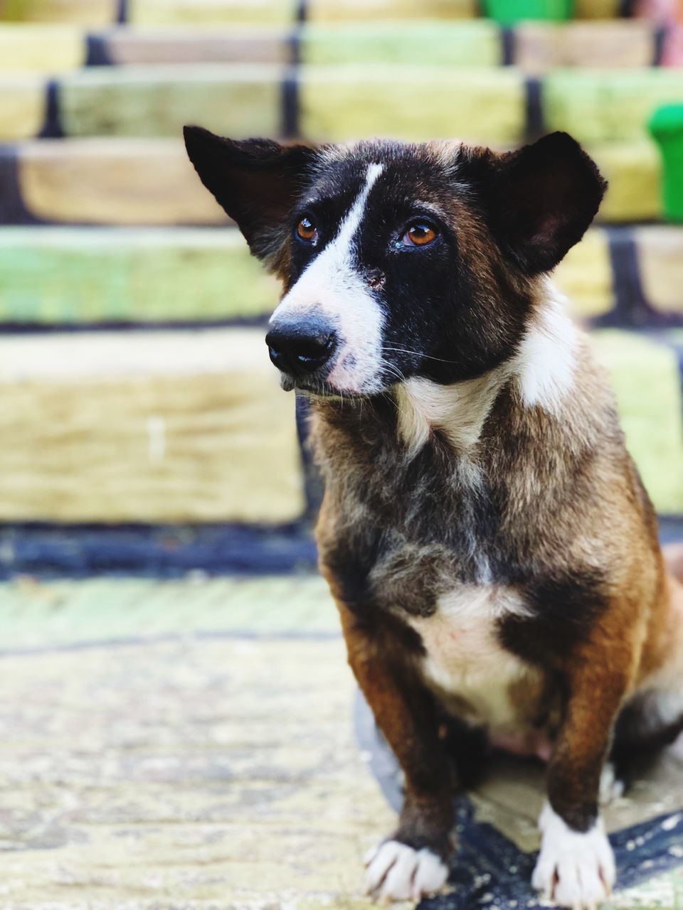 domestic animals, domestic, pets, one animal, mammal, dog, canine, vertebrate, focus on foreground, no people, looking, portrait, sitting, day, close-up, looking at camera