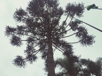 Low angle view of tree against sky