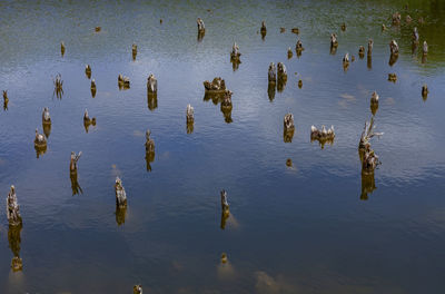 High angle view of ducks swimming in lake