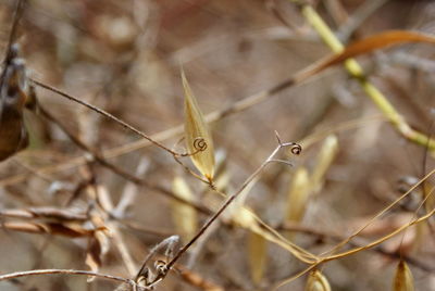 Close-up of lizard on plant