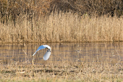 Close-up of bird in grass