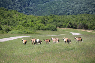 Cows grazing on field