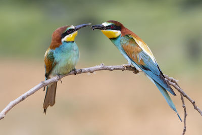 Two european bee eaters (merops apiaster) exchanging an insect as part of a mating ritual.