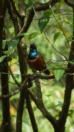 Bird perching on a branch