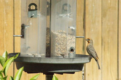 Close-up of bird perching on feeder