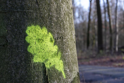 Close-up of tree trunk