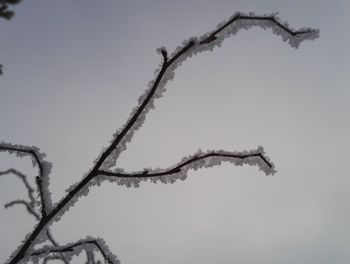 Low angle view of snow on branch against sky