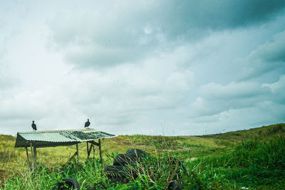 View of birds on land against sky