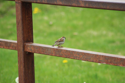 Bird perching on railing