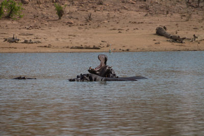 Two hippopotamuses coming out of the water. one of them stands with his mouth wide open.