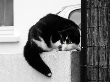 Close-up of cat sitting outdoors