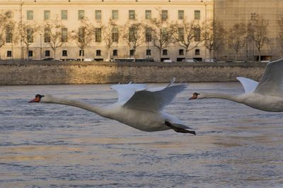 Birds flying over water in city