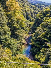 High angle view of river amidst trees in forest