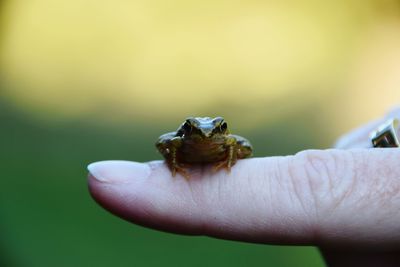 Close-up of small frog on finger