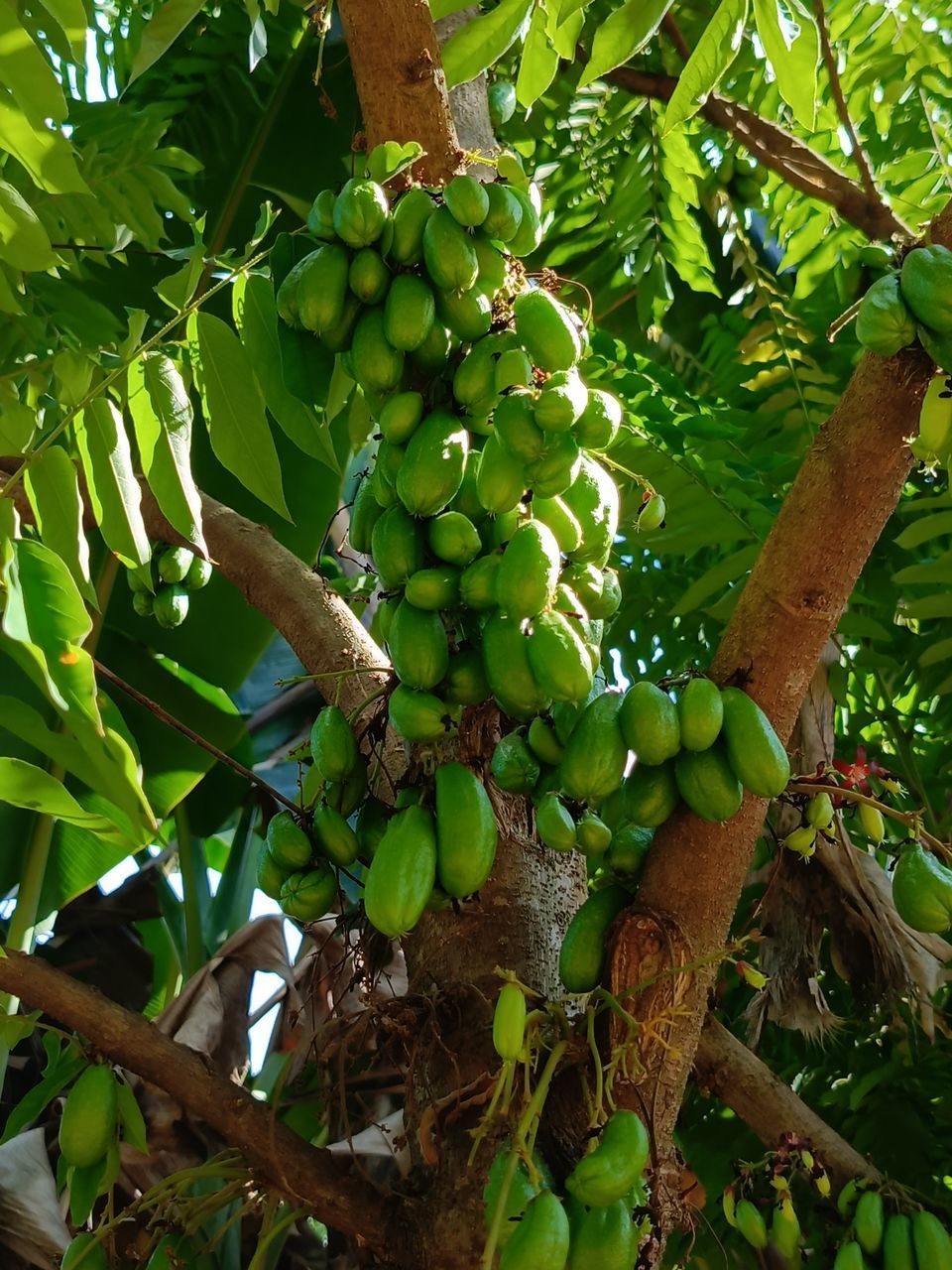 food, food and drink, plant, fruit, healthy eating, growth, tree, leaf, plant part, green, freshness, agriculture, wellbeing, nature, produce, no people, branch, low angle view, crop, outdoors, day, bunch, land, hanging, beauty in nature, landscape, ripe, abundance, rural scene, organic, tropical climate