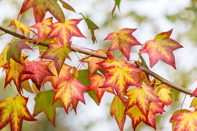 Close-up of maple leaves on branch