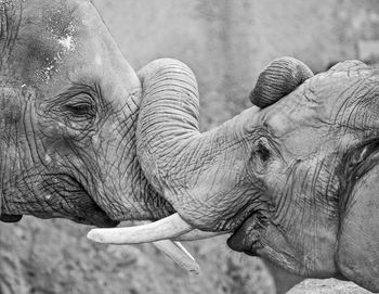 Side view of elephants at zoo