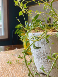 Close-up of potted plant on table at home