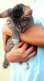 Close-up of hand holding cat