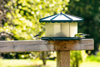 Close-up of bird perching on wooden post