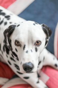 Close-up portrait of dog