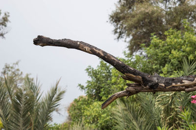 Close-up of lizard on tree against sky