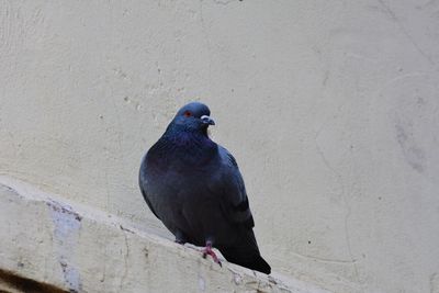 High angle view of pigeon perching on wall