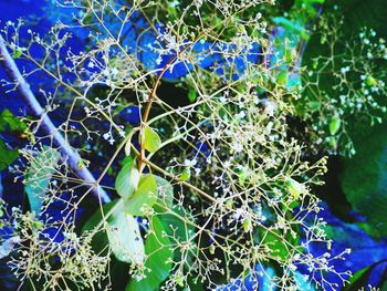 Close-up of blue flowering plant