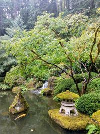 Scenic view of forest