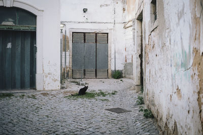 Black cat sitting by old buildings