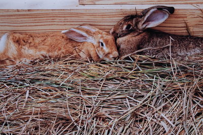 View of rabbits on field