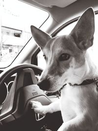 Close-up portrait of a dog