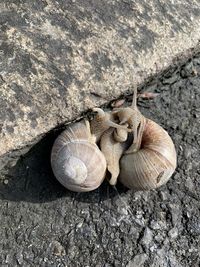 High angle view of snail on ground