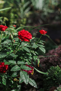 Close-up of red flowering plant